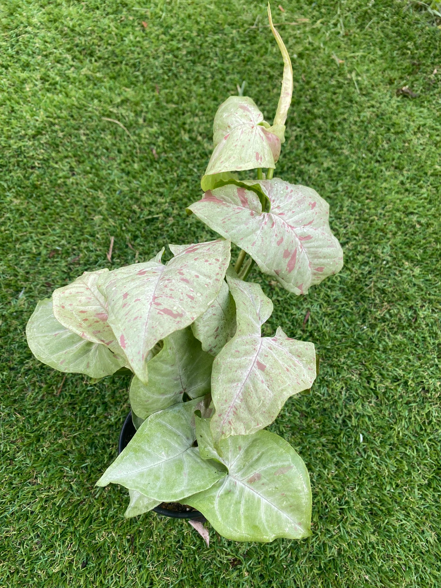 Syngonium milk confetti