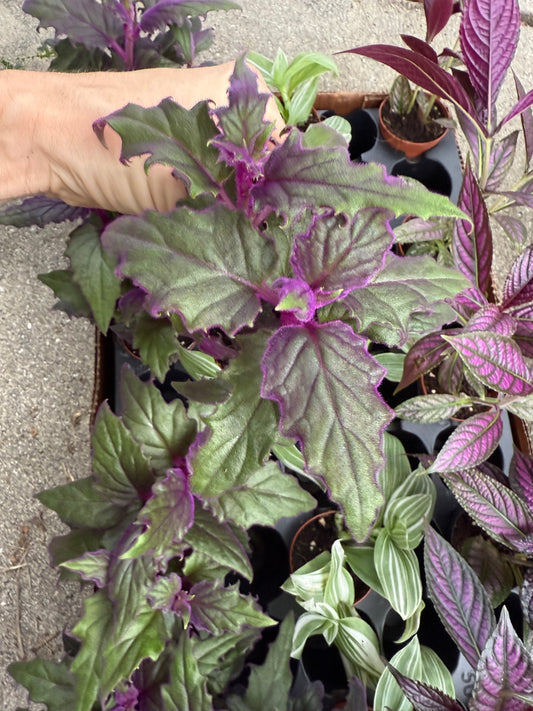 Purple Passion