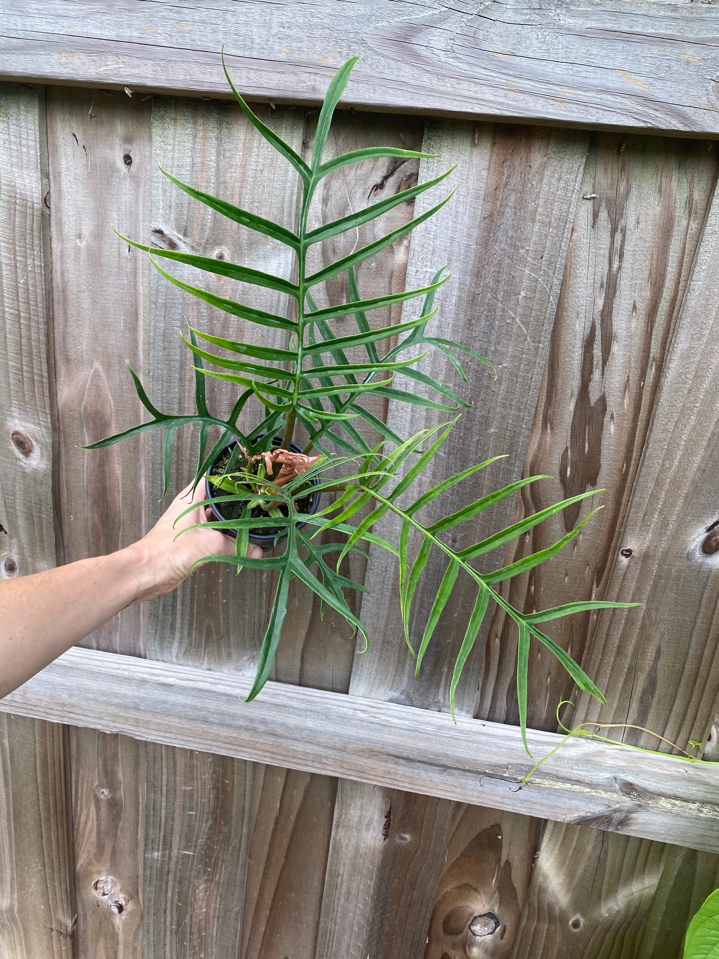 Philodendron tortum