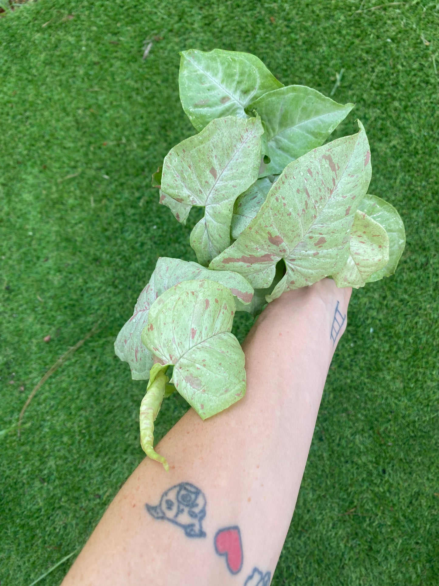 Syngonium milk confetti