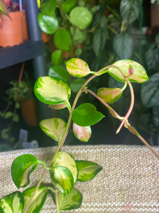 Hoya australis Lisa