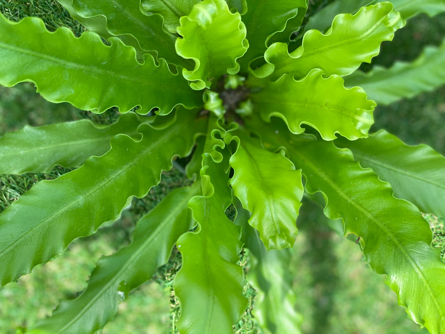 Birdsnest fern 'crissie'