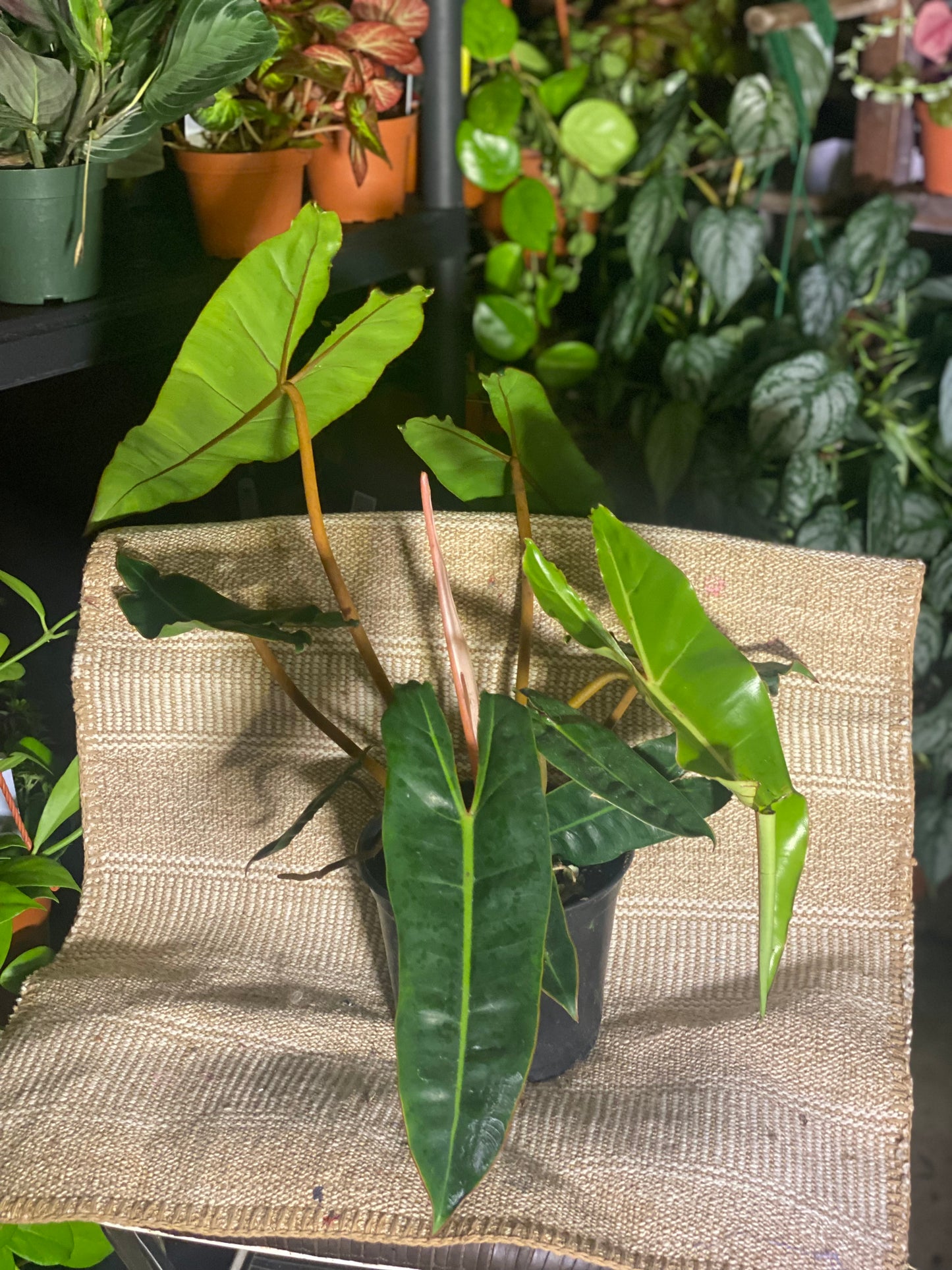 Philodendron billitiae