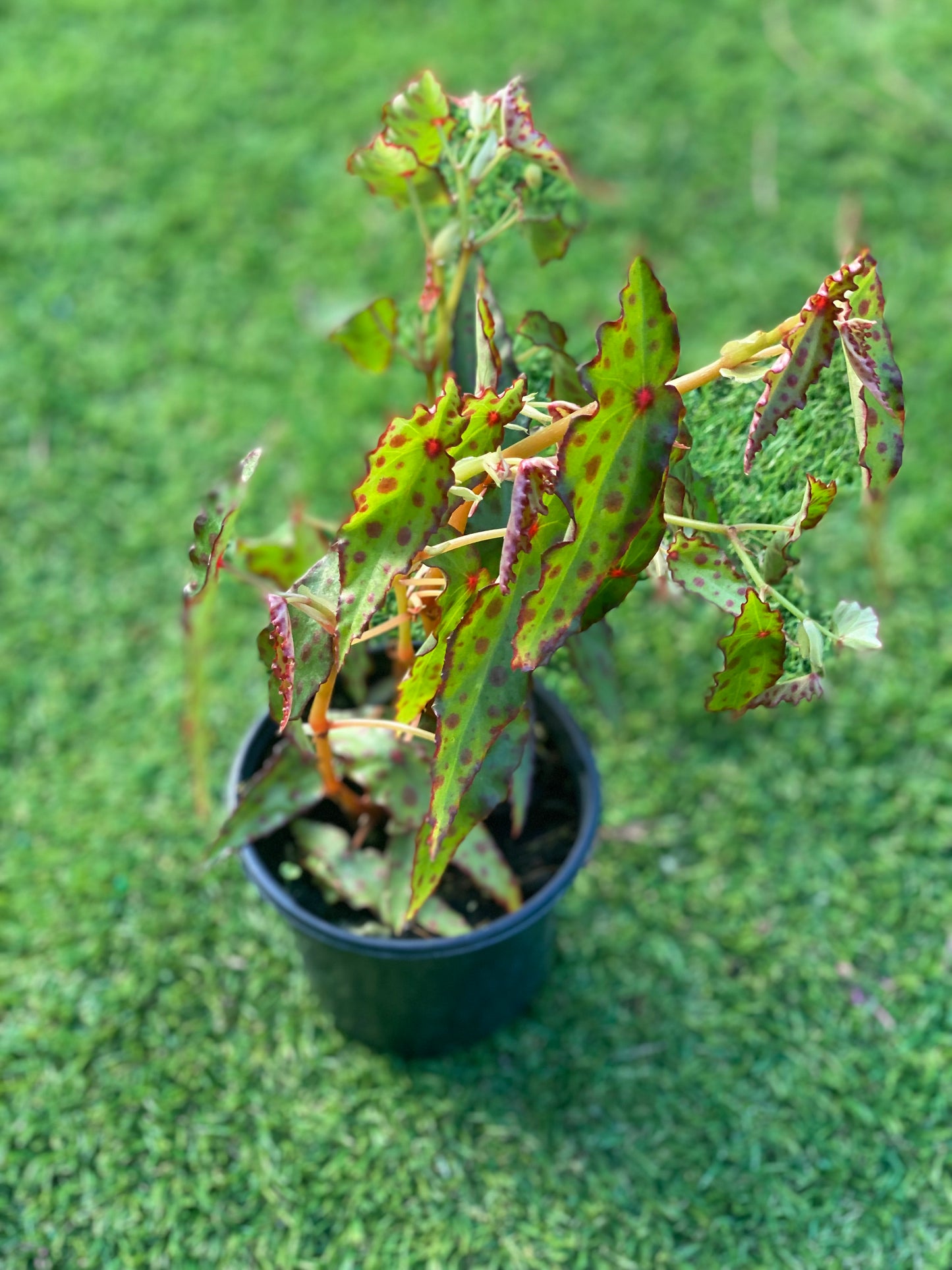 Begonia amphioxus