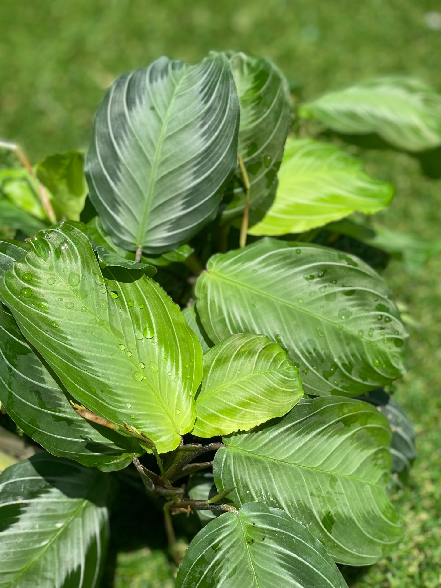 Maranta Silver Band