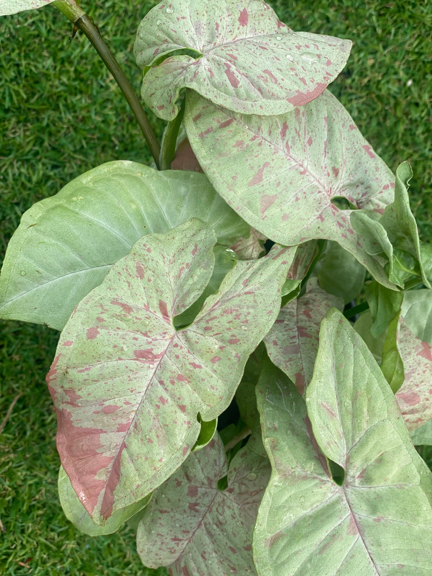 Syngonium milk confetti