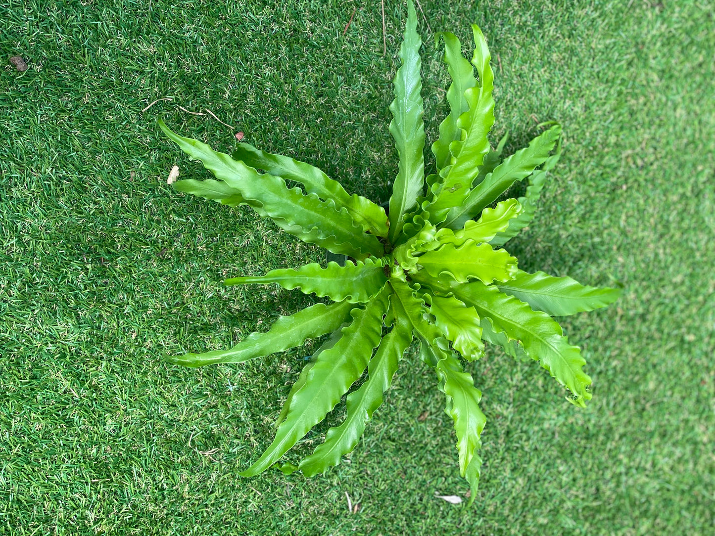 Birdsnest fern 'crissie'