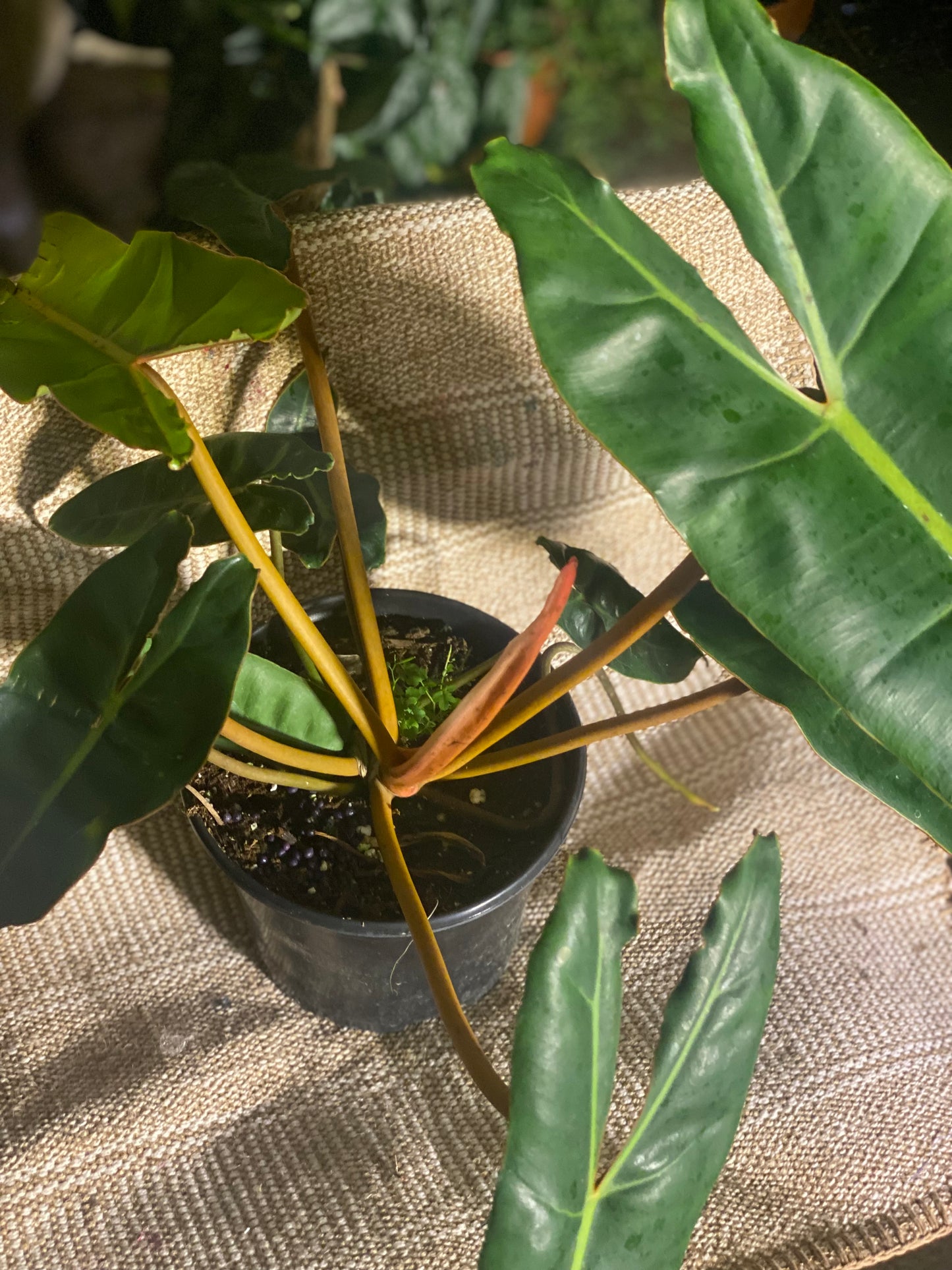 Philodendron billitiae