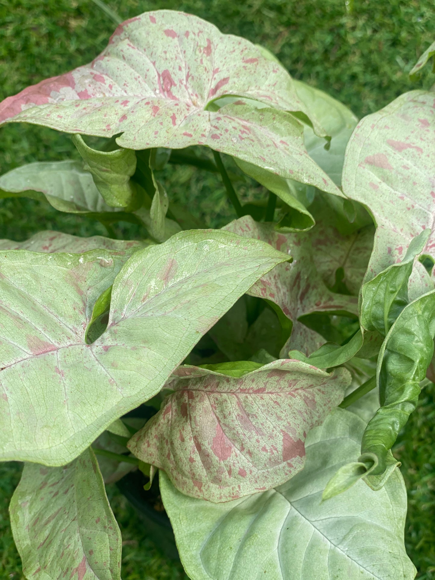 Syngonium milk confetti