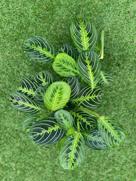 Maranta Lemon Lime