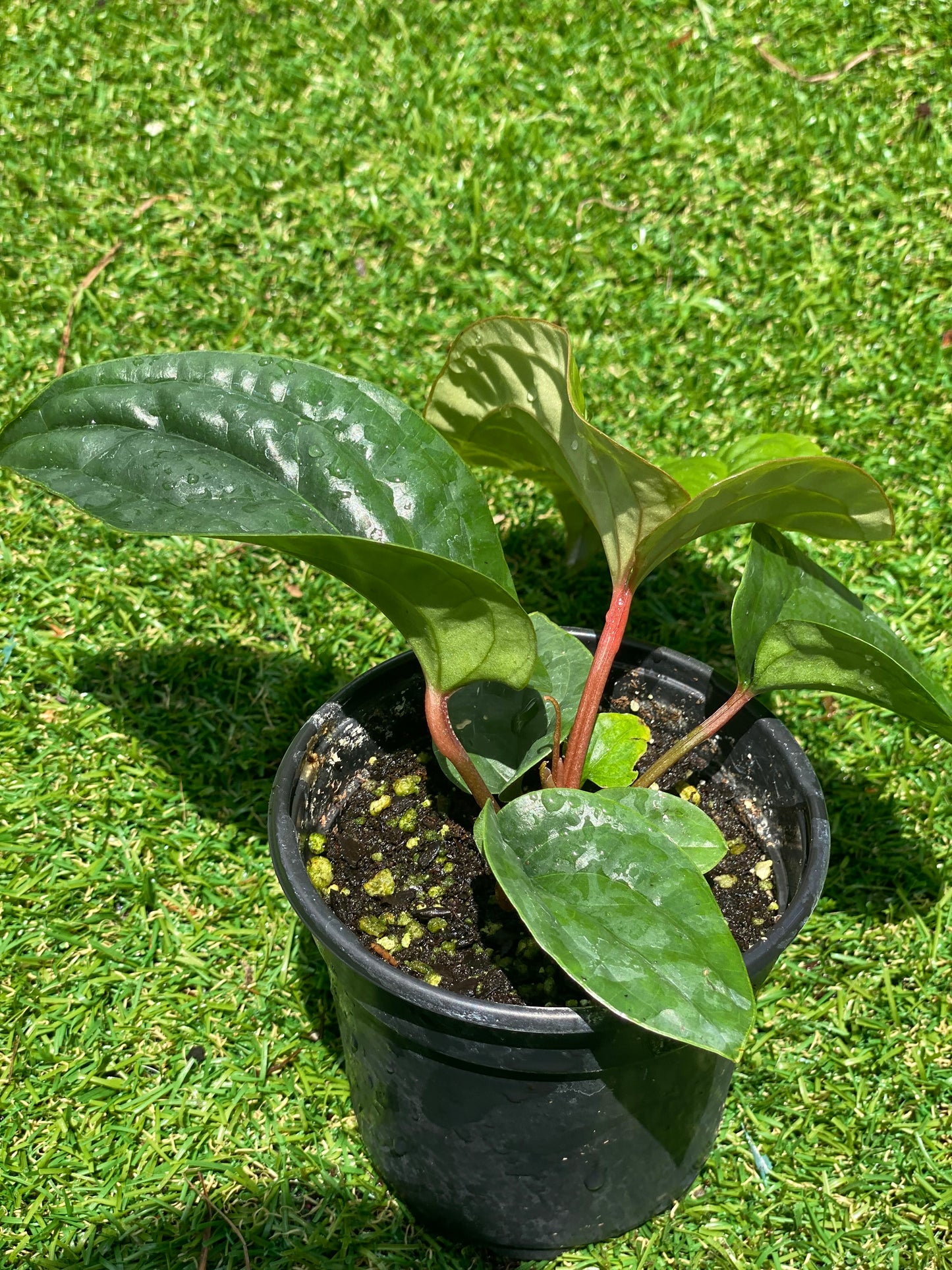 Anthurium Radicans x Luxurians