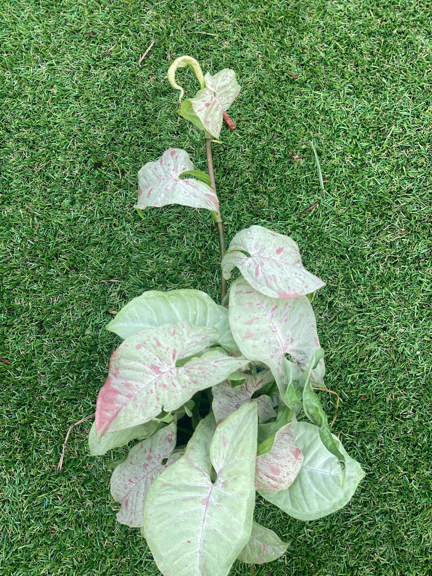 Syngonium milk confetti