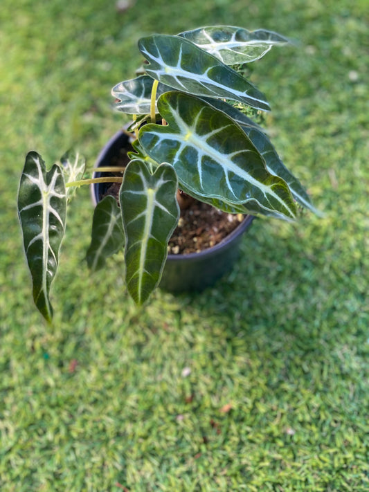 Alocasia bambino