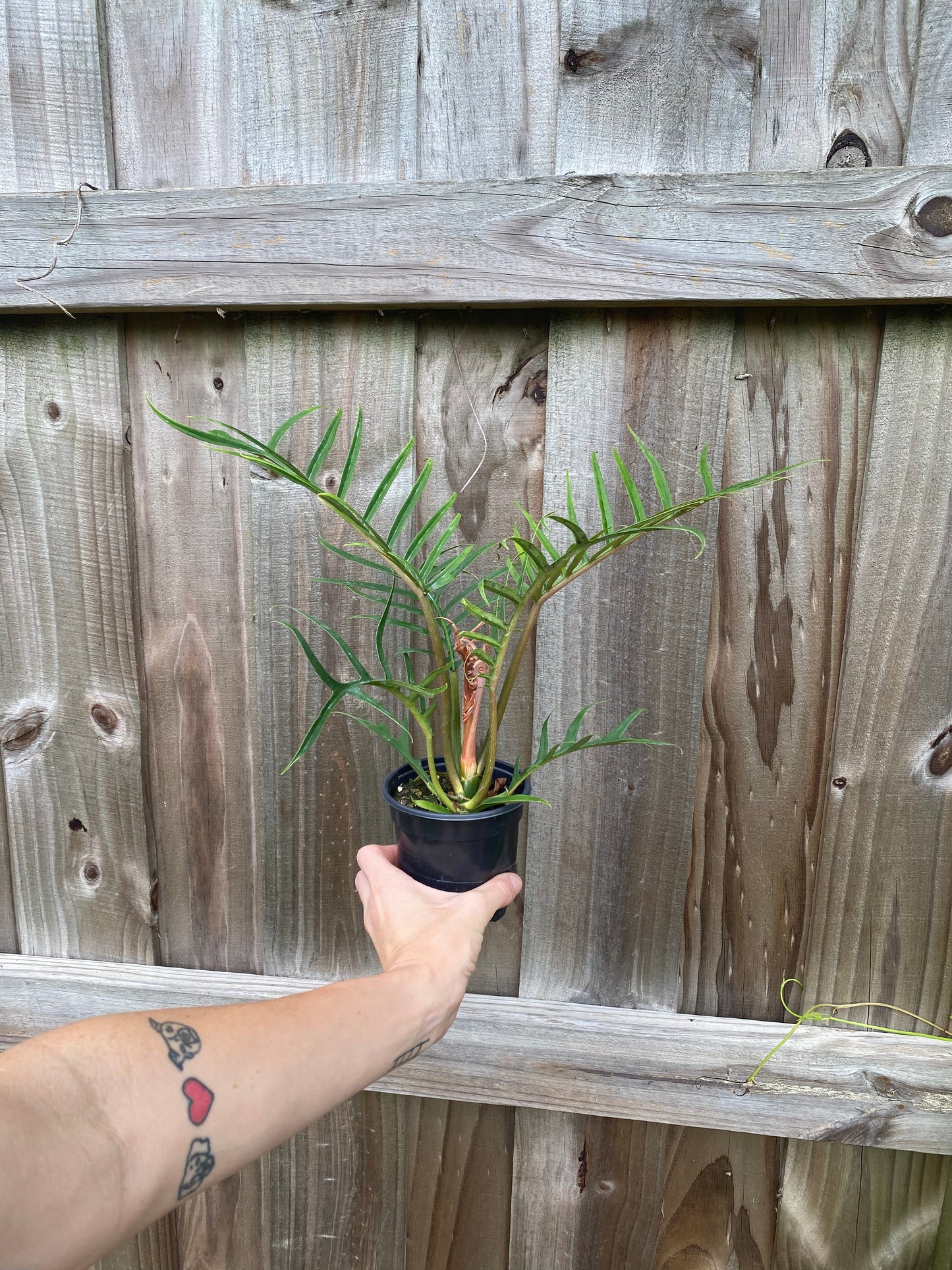 Philodendron tortum