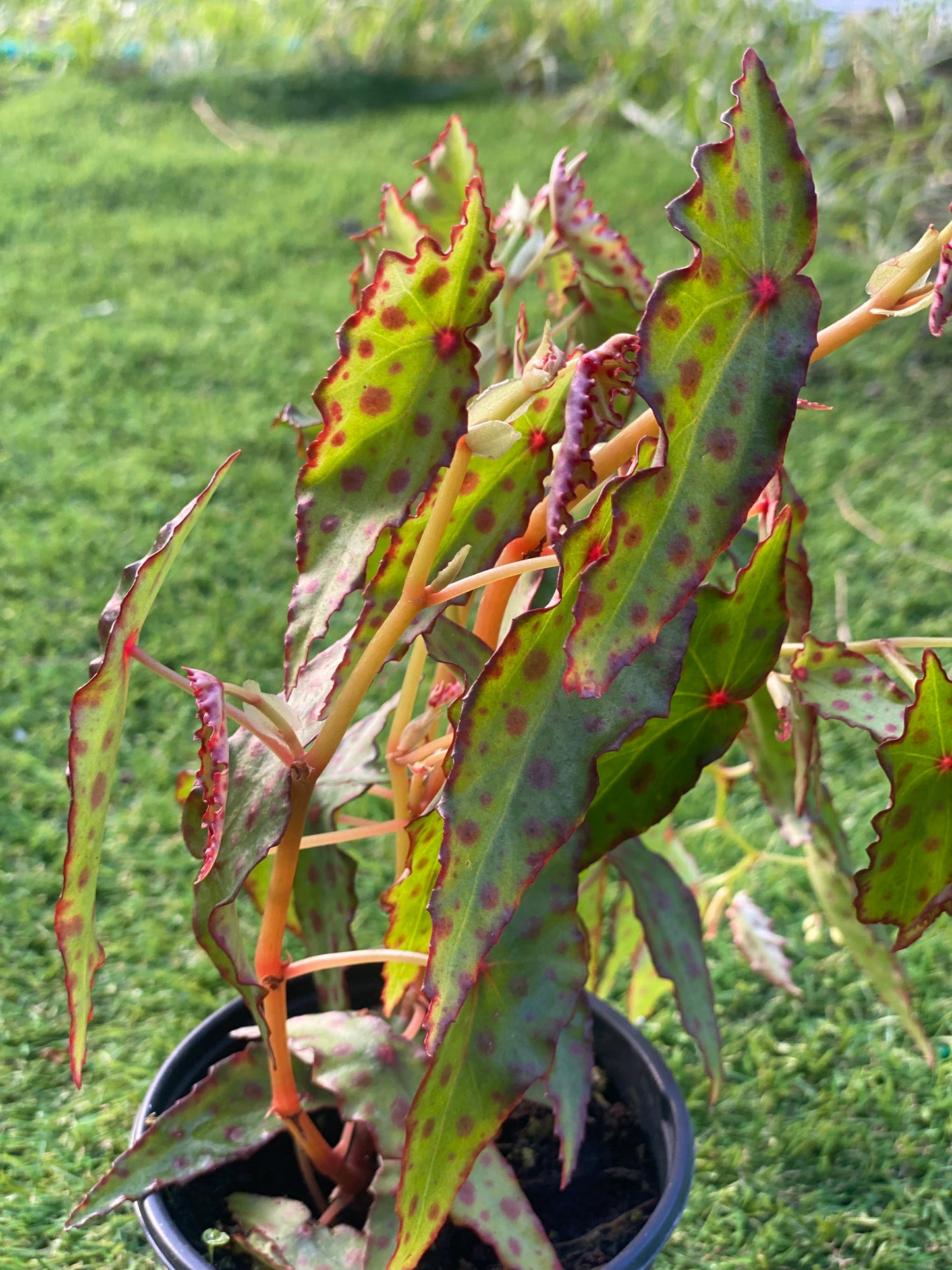 Begonia amphioxus