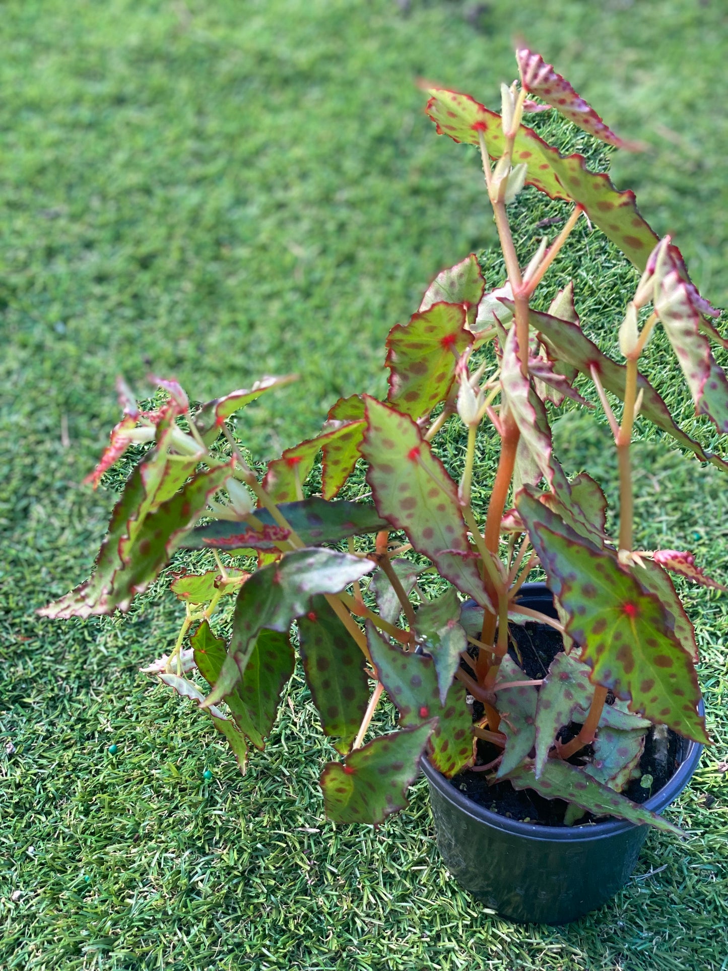 Begonia amphioxus