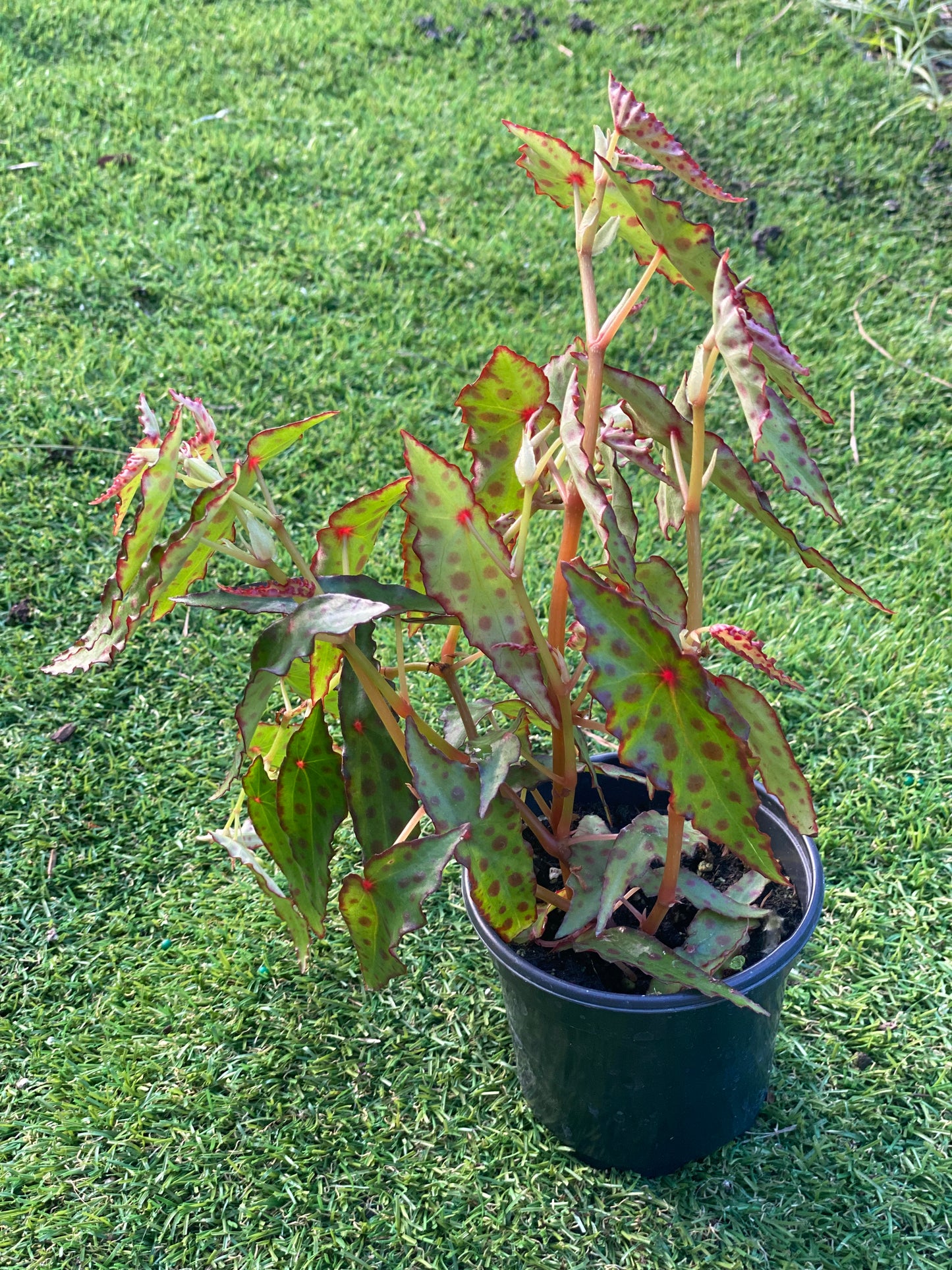 Begonia amphioxus