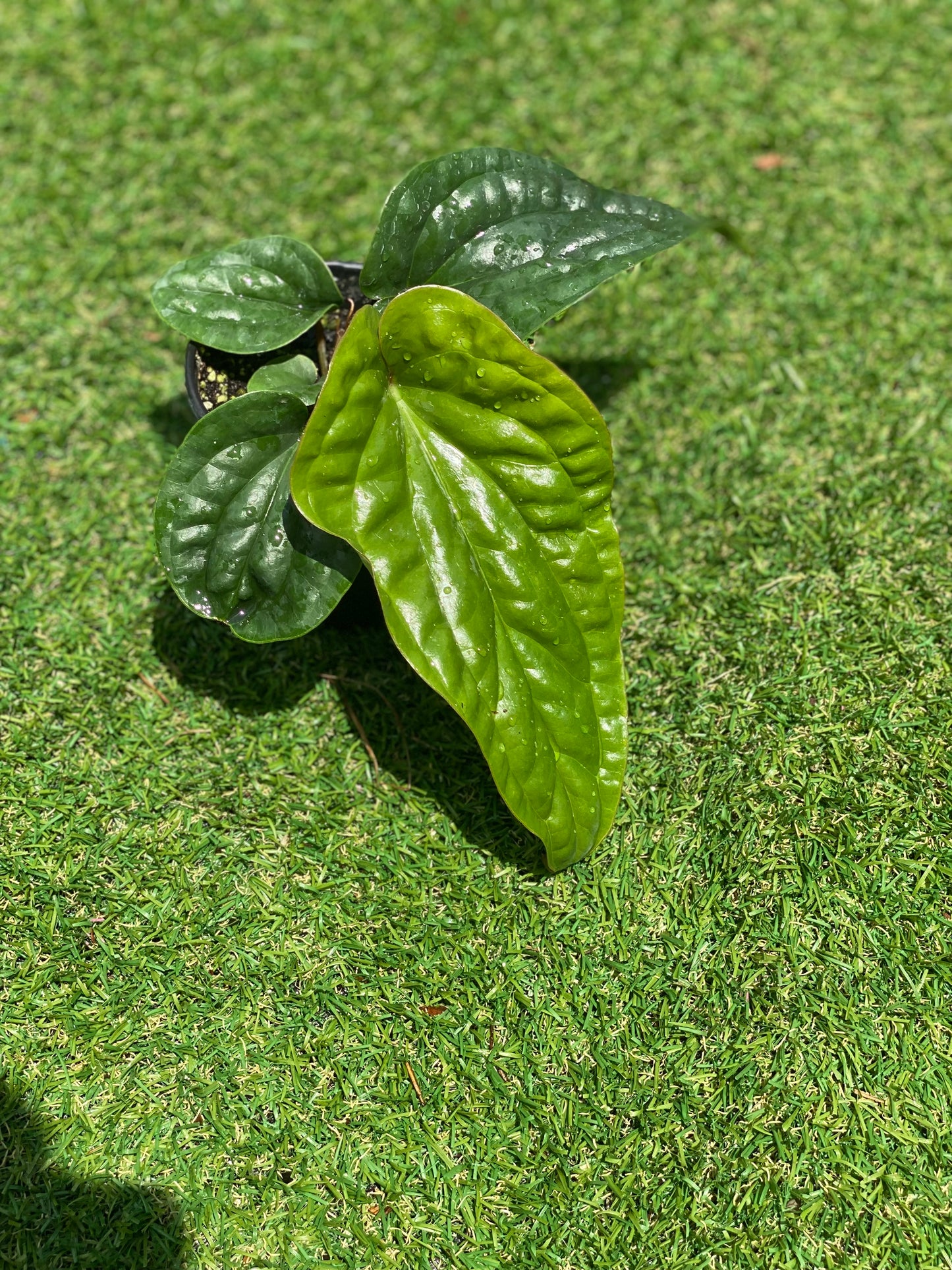 Anthurium Radicans x Luxurians