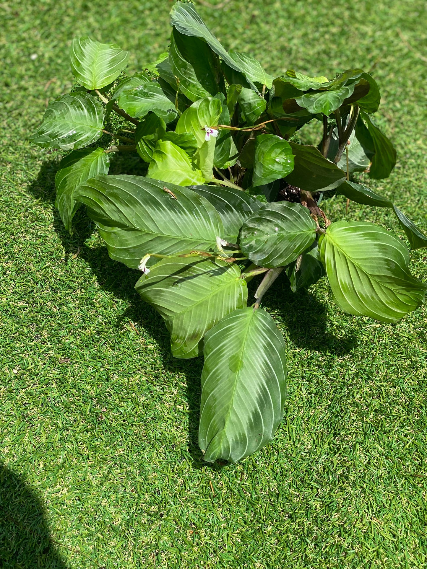 Maranta Silver Band