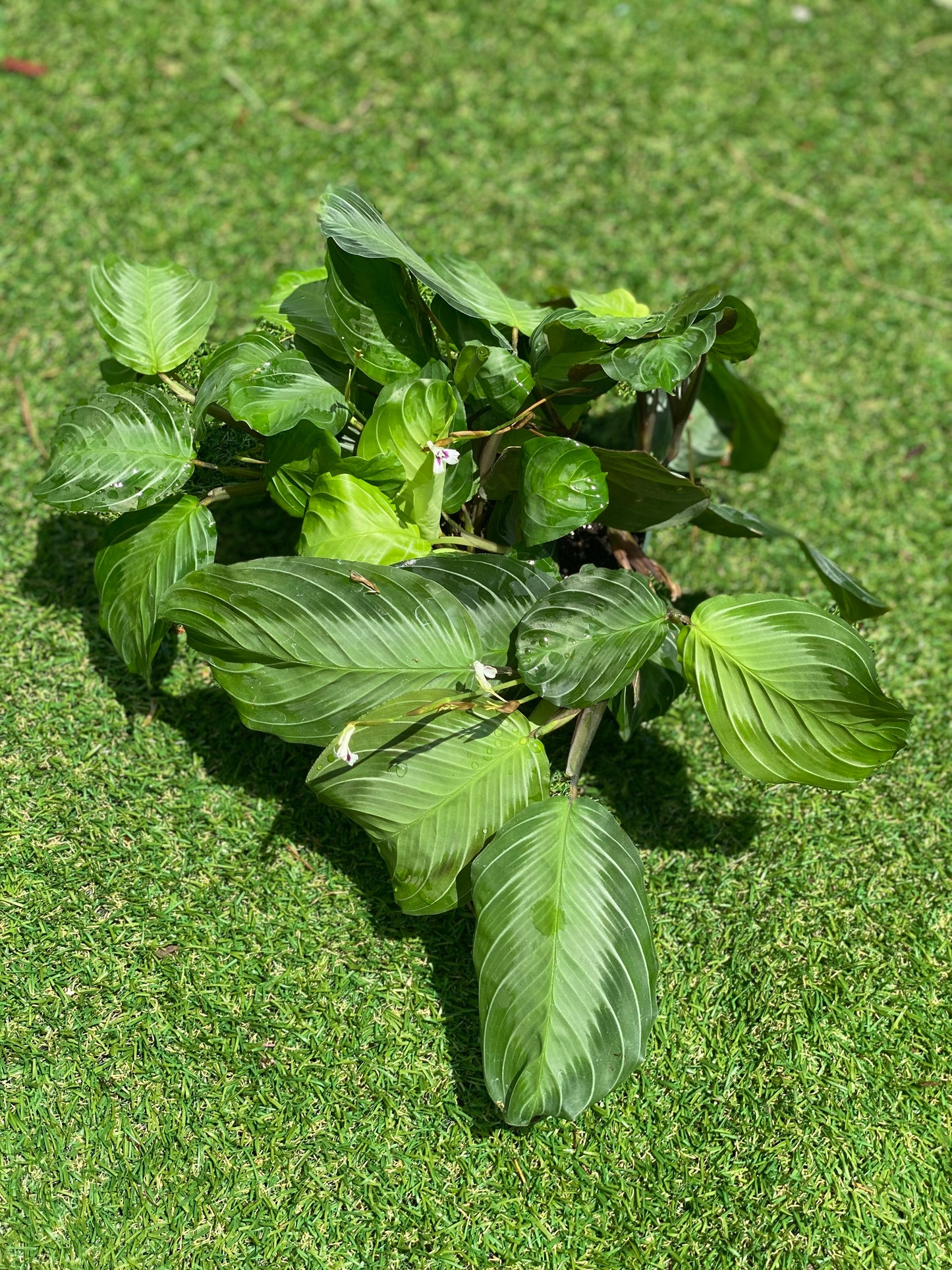 Maranta Silver Band