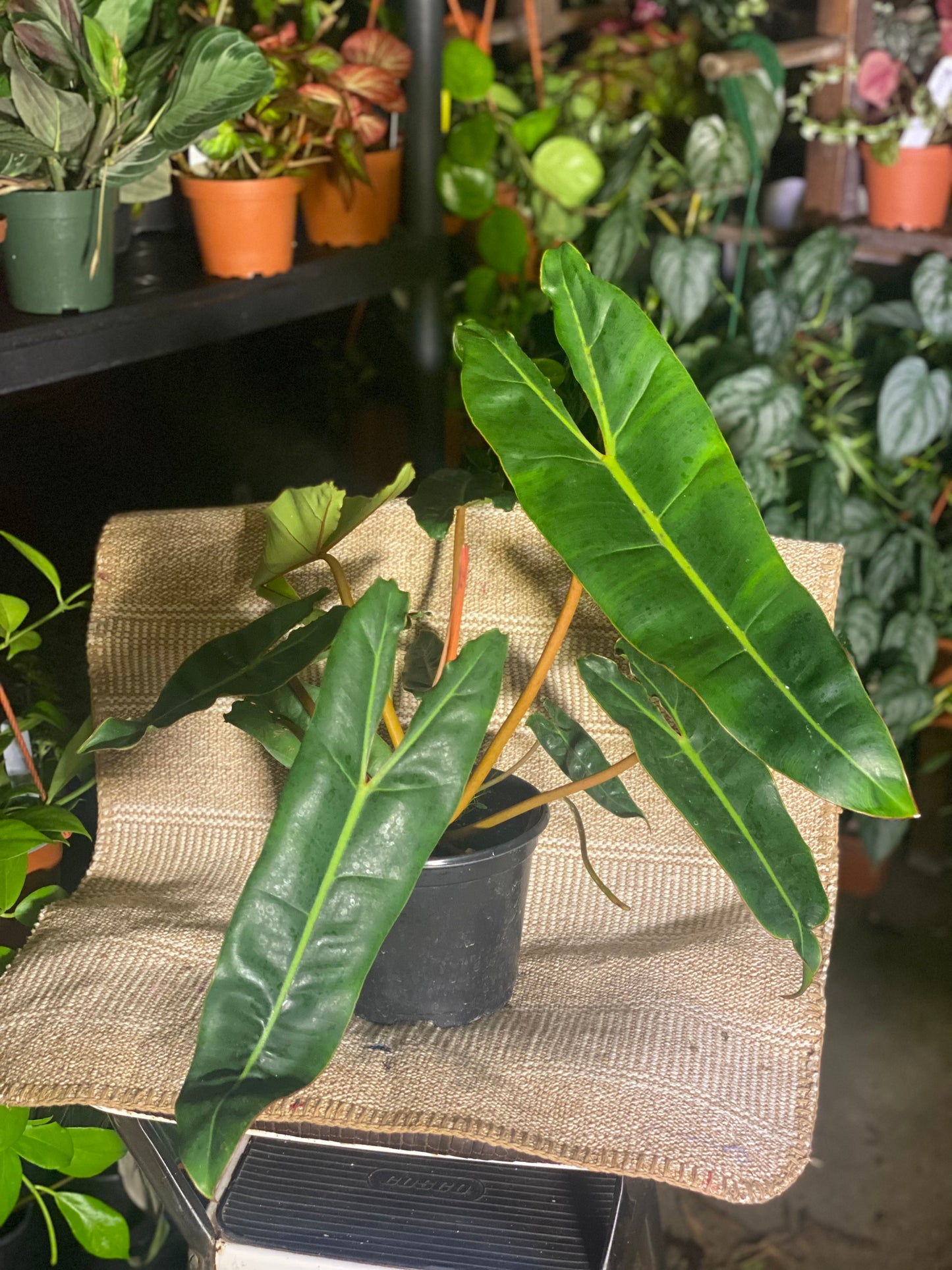 Philodendron billitiae