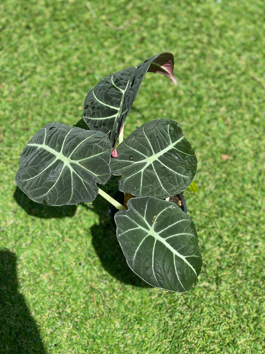 Alocasia black velvet