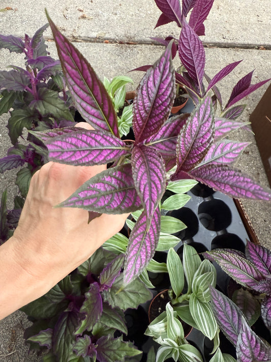 Purple Shield