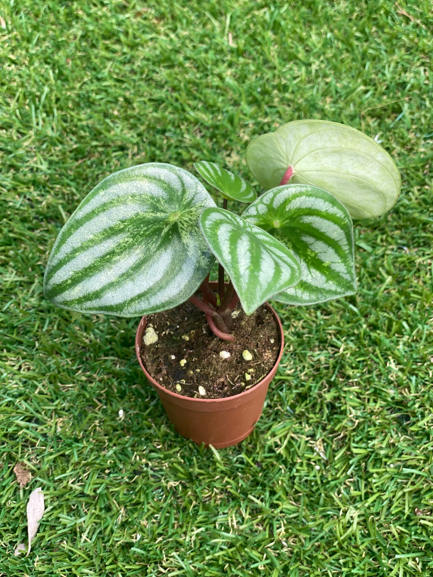 Peperomia gold dust woman