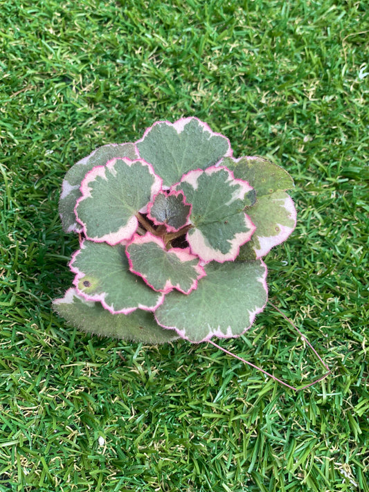 Begonia - Strawberry Variegated