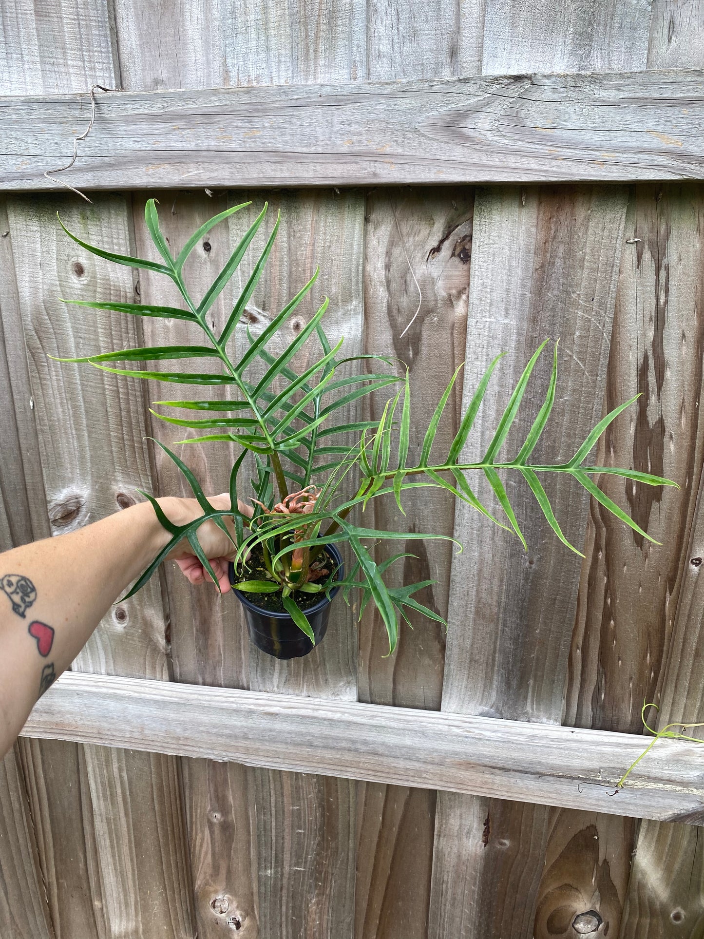 Philodendron tortum