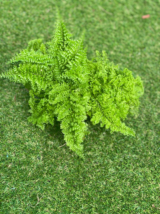 Boston fern - Cotton Candy