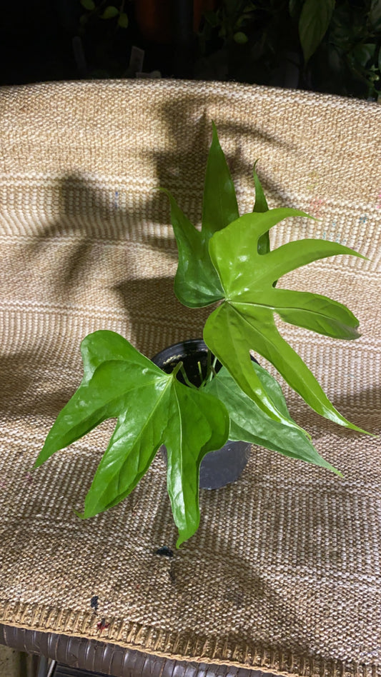 Anthurium fingers