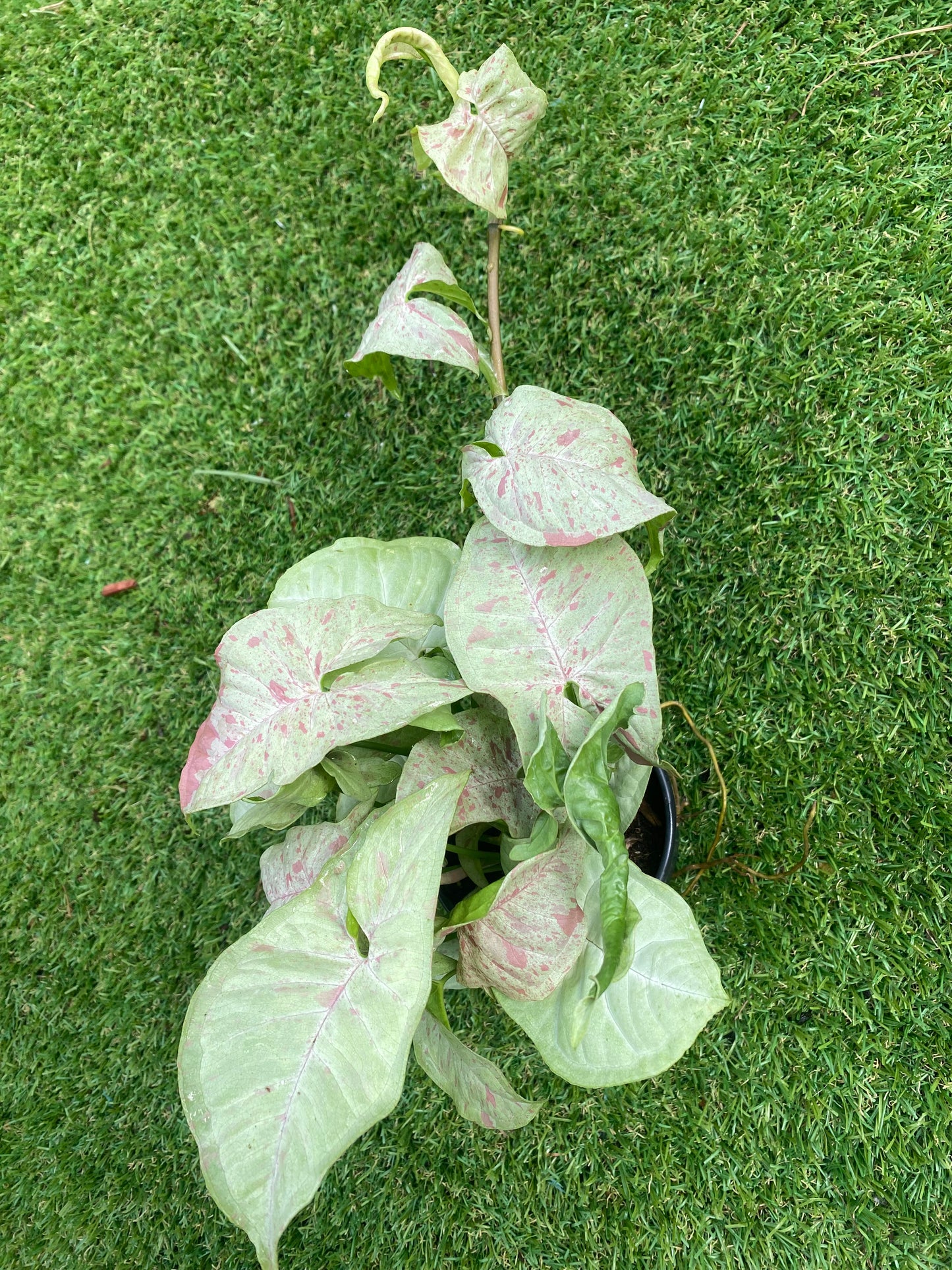 Syngonium milk confetti