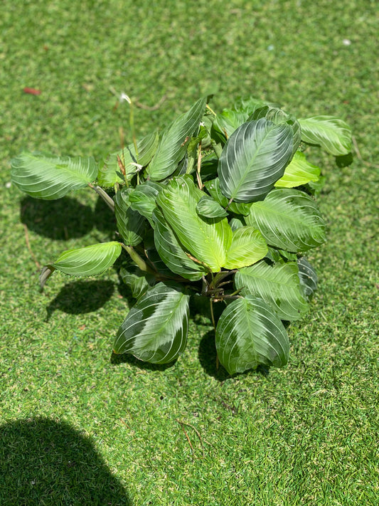 Maranta Silver Band