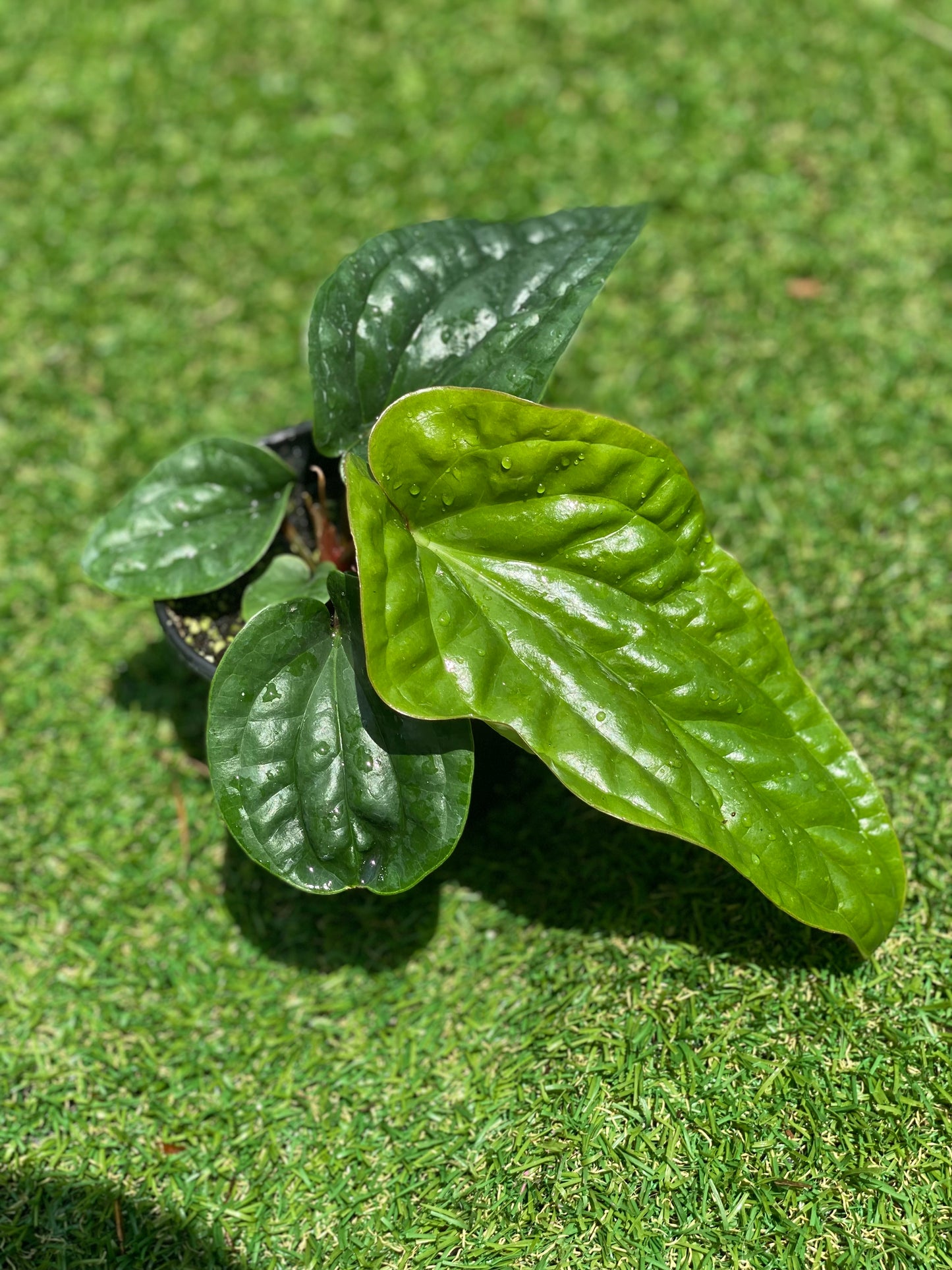 Anthurium Radicans x Luxurians