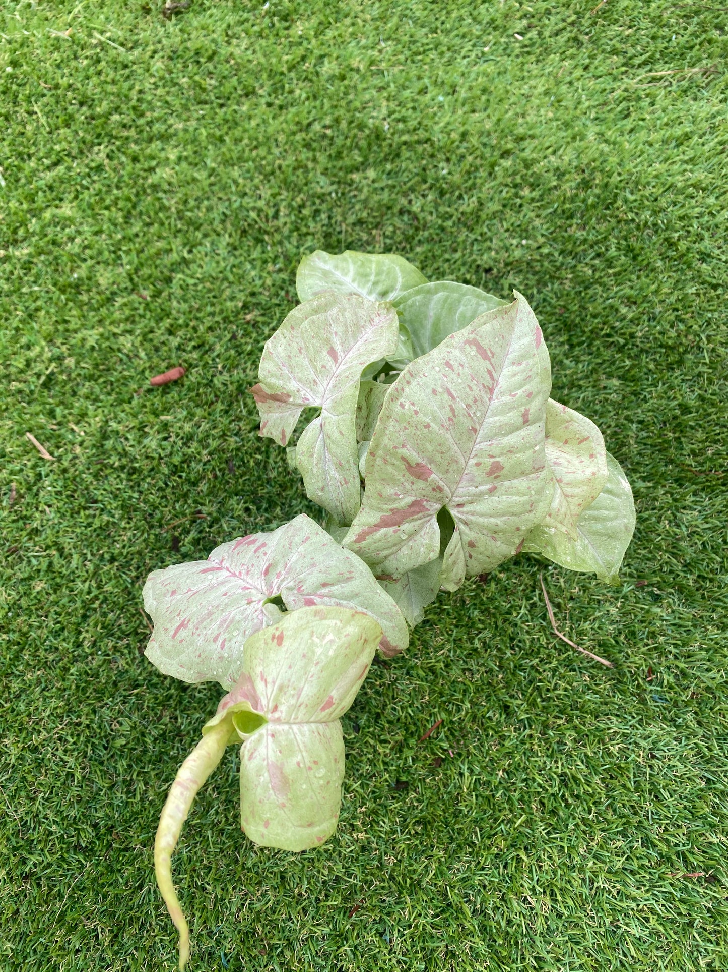 Syngonium milk confetti