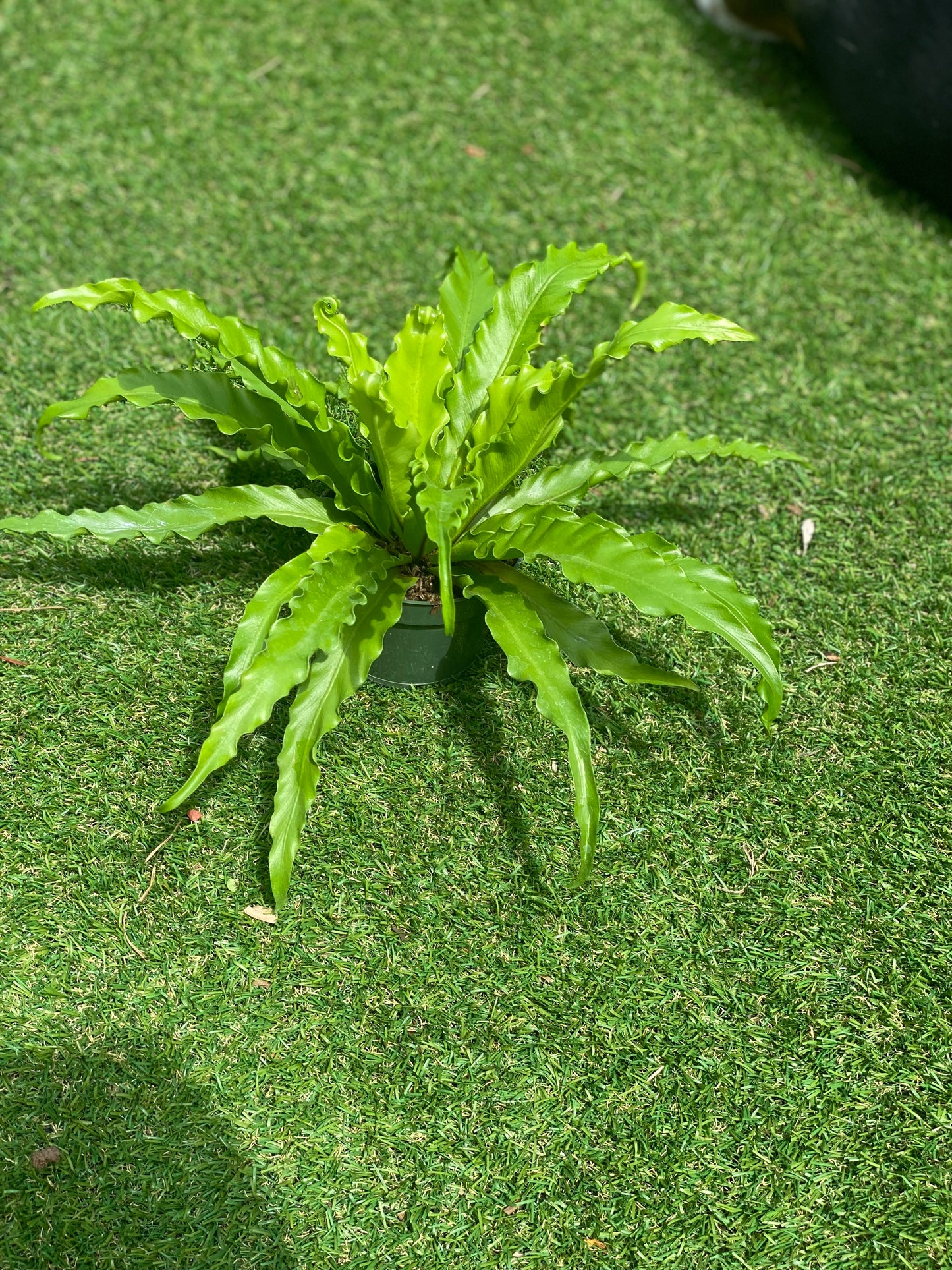 Birdsnest fern 'crissie'