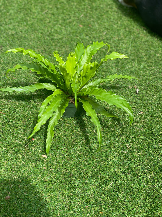 Birdsnest fern 'crissie'