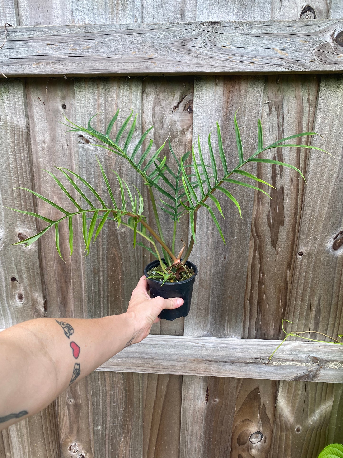 Philodendron tortum