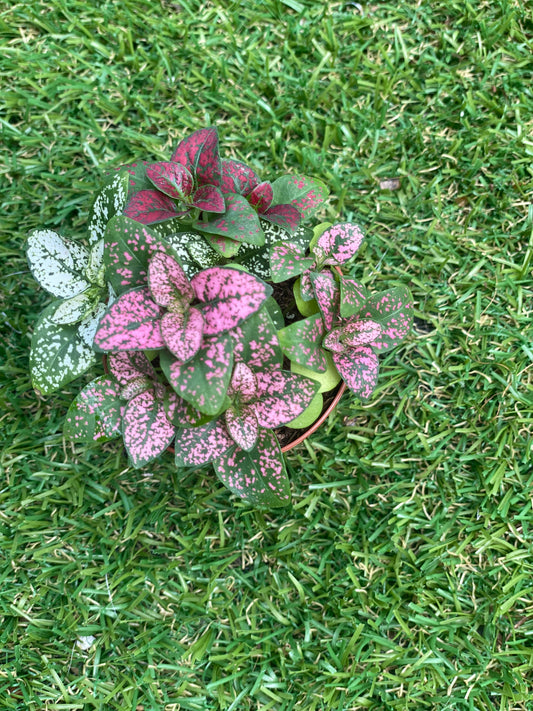 Polka dot plant