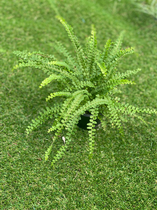 Lemon Button Fern