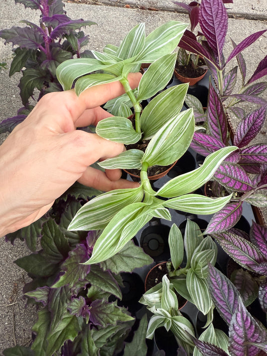 Tradescantia pistachio