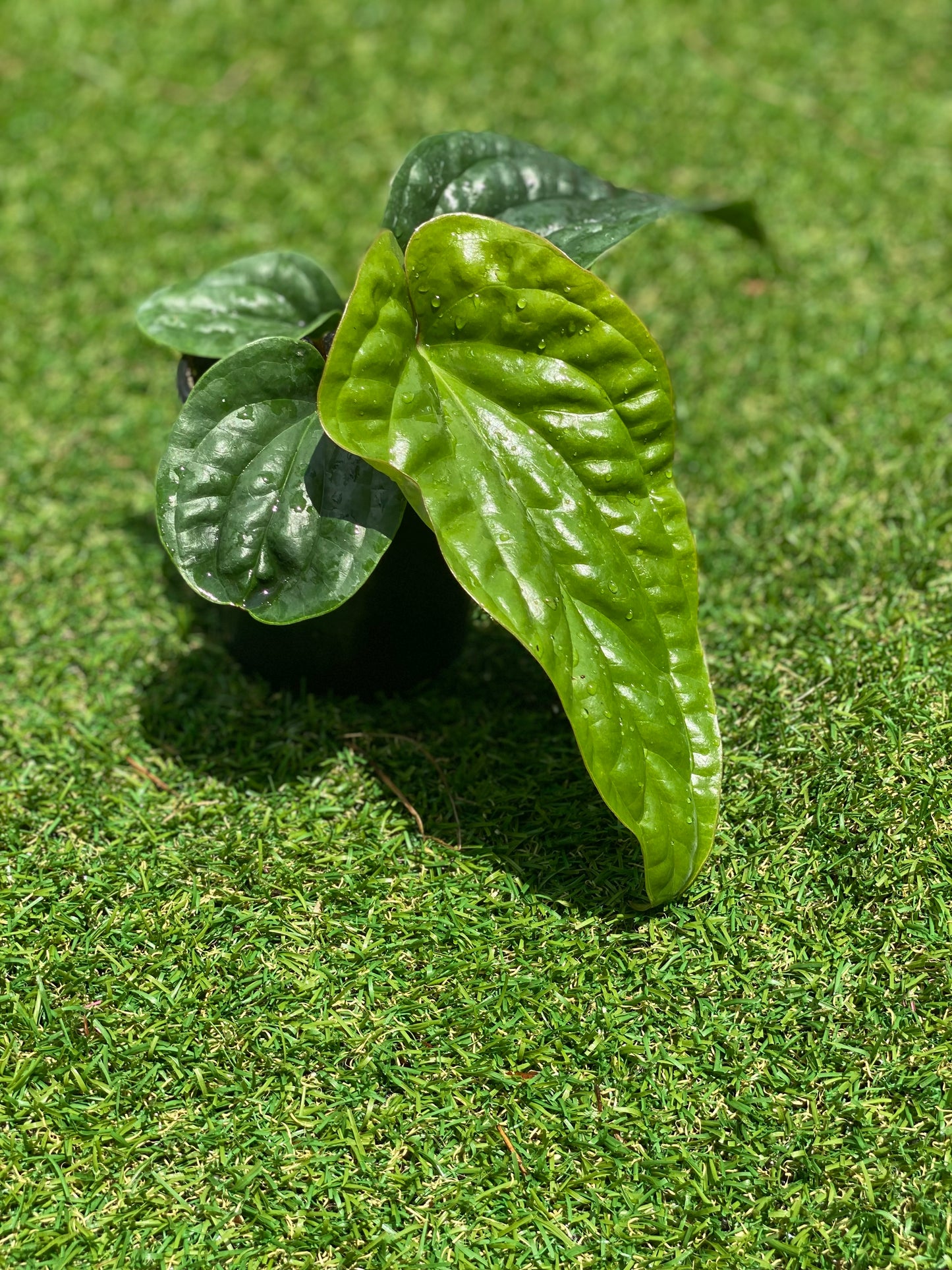 Anthurium Radicans x Luxurians