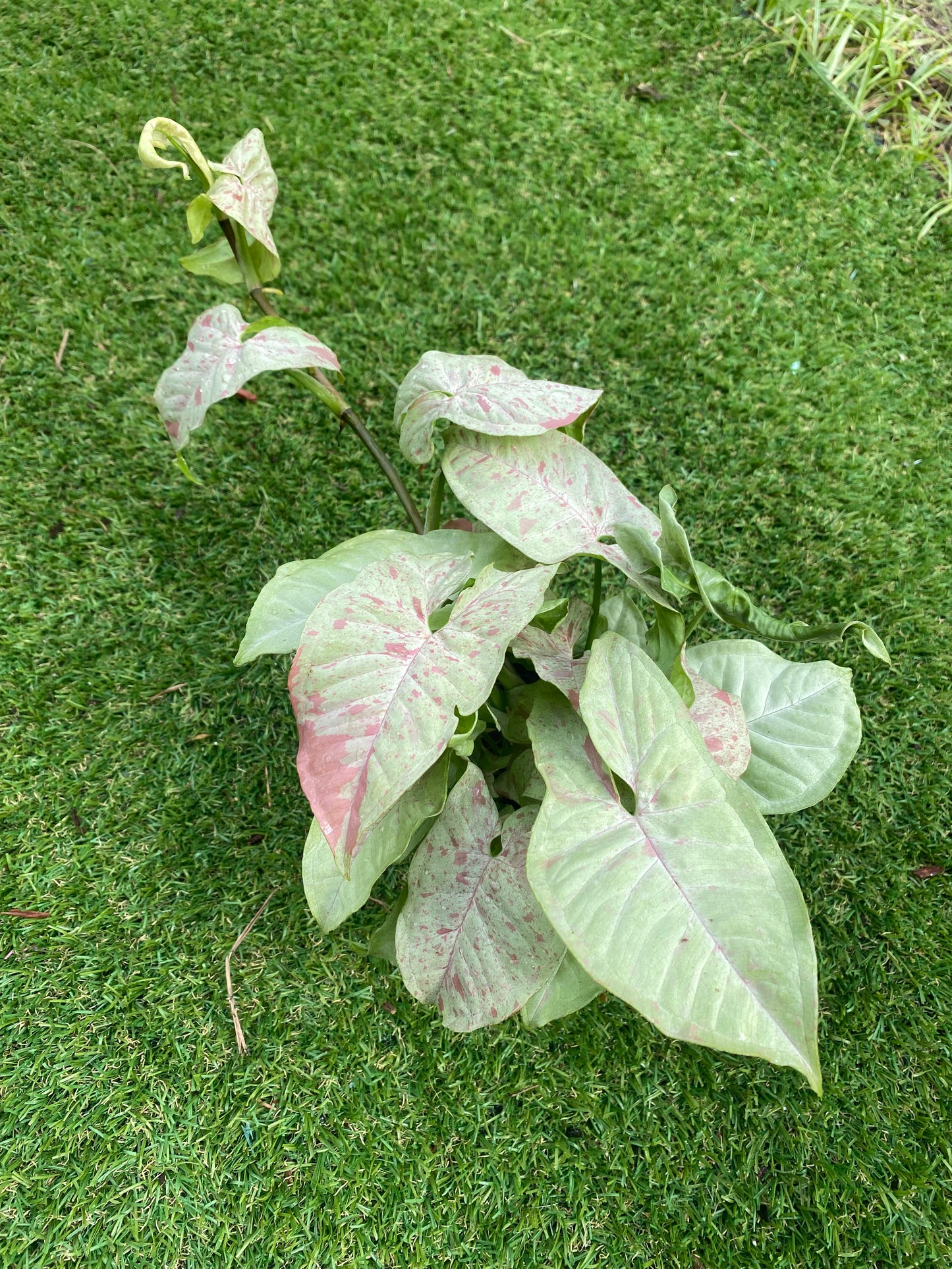 Syngonium milk confetti