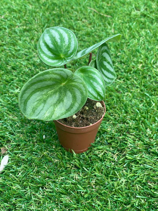 Peperomia gold dust woman