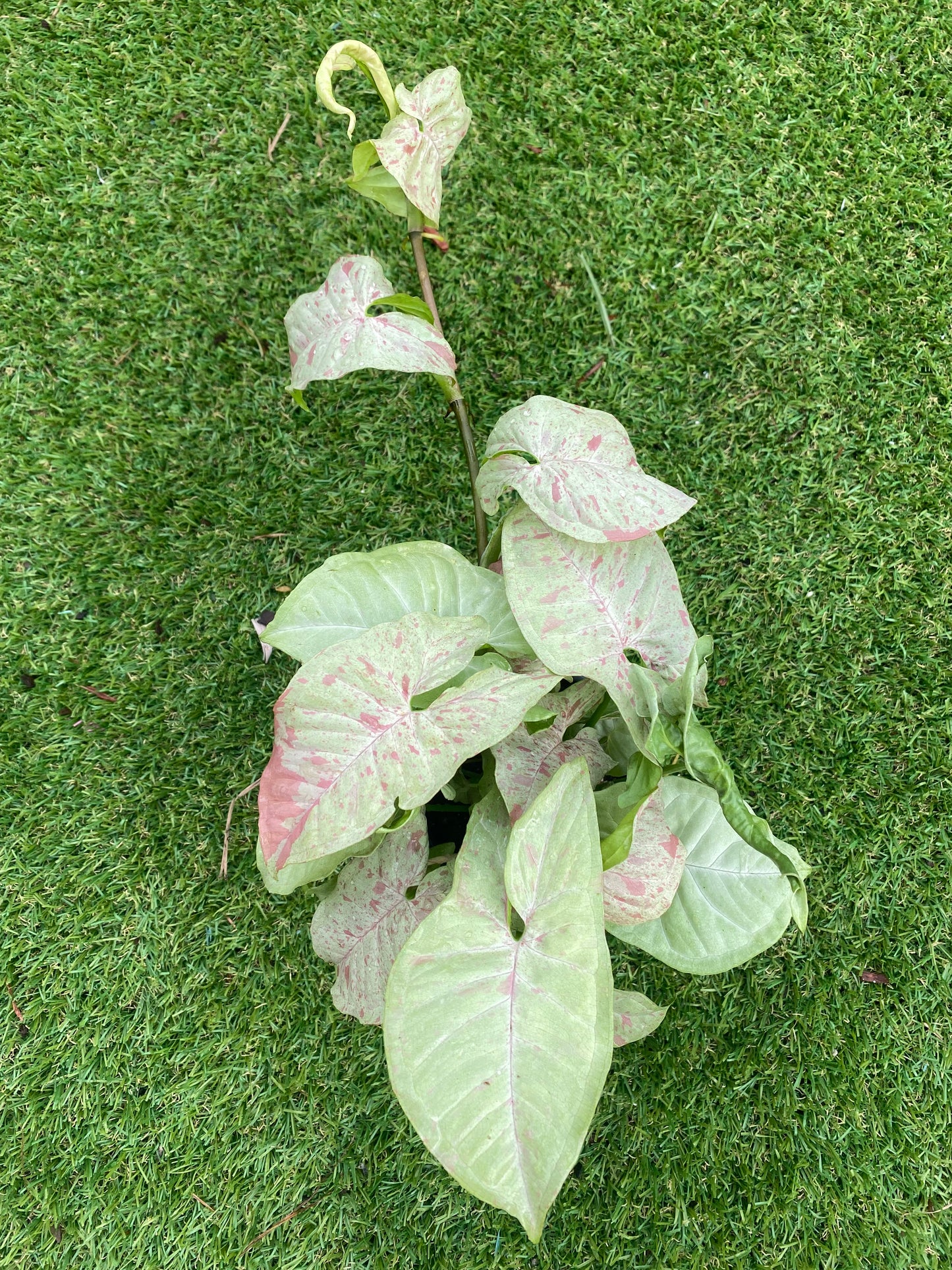 Syngonium milk confetti