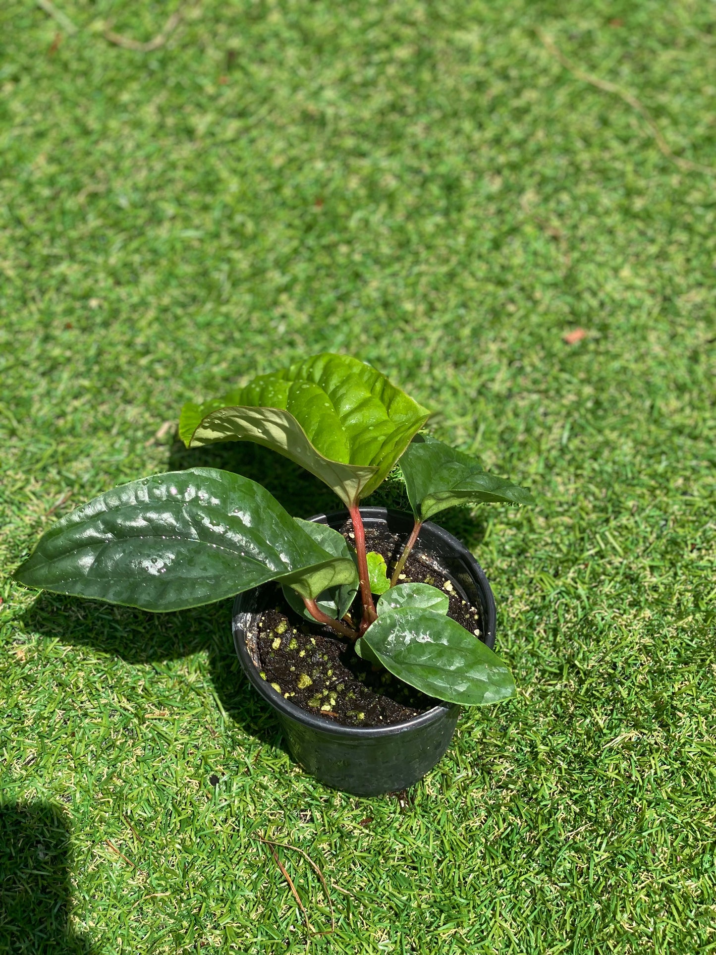 Anthurium Radicans x Luxurians