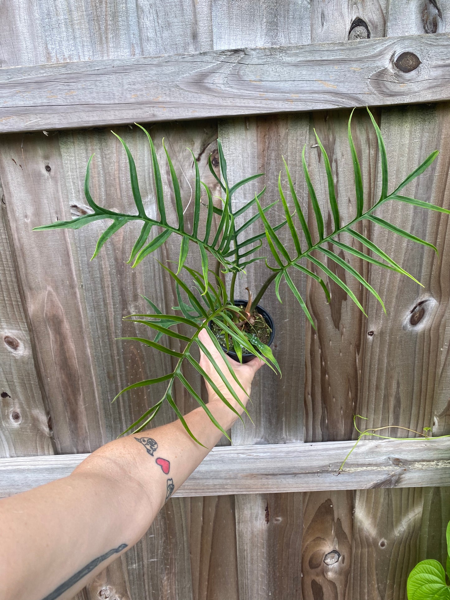 Philodendron tortum