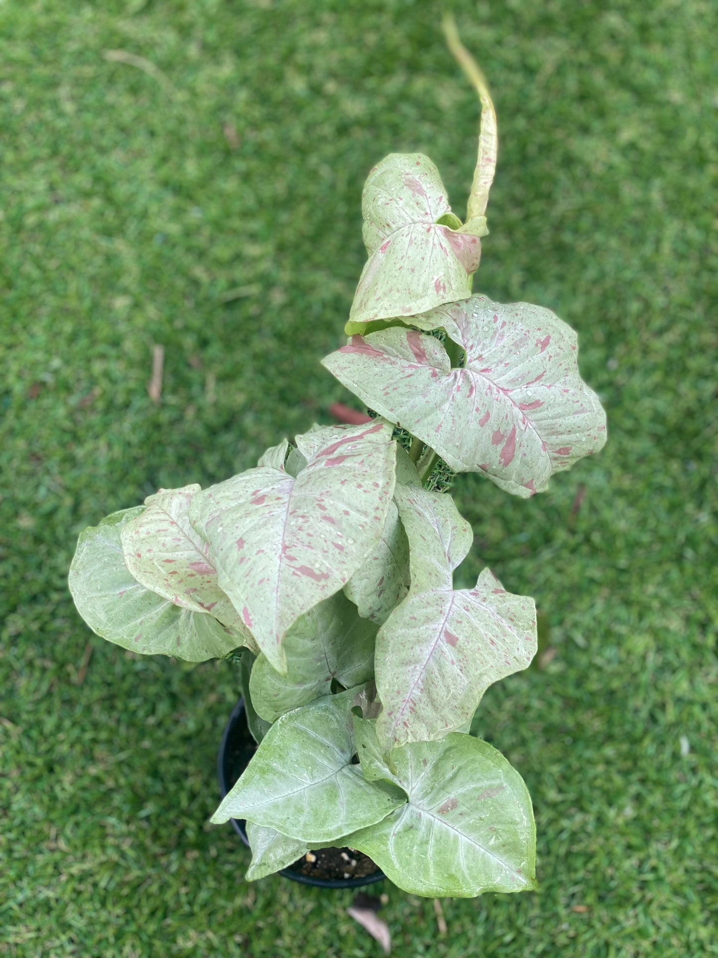 Syngonium milk confetti