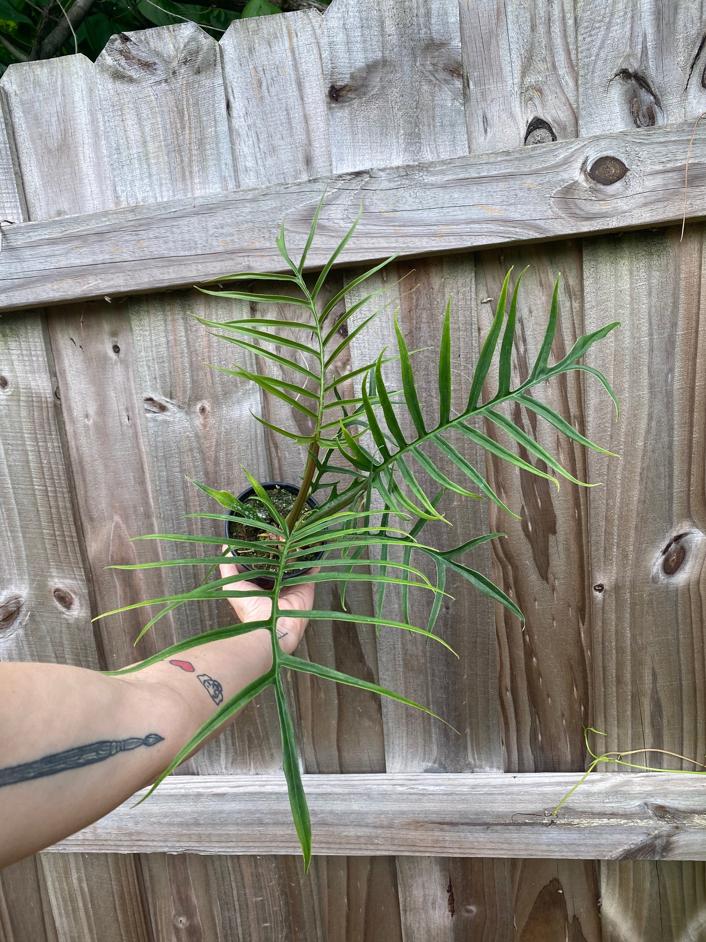 Philodendron tortum